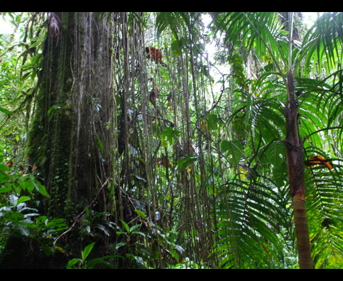 Panama Rainforest 2