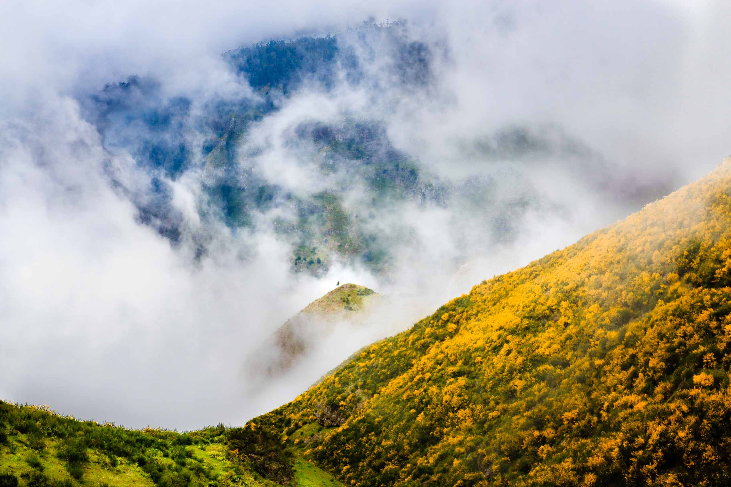 Tree in the middle of a sea of clouds.