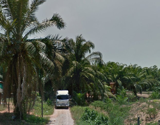 oil palm