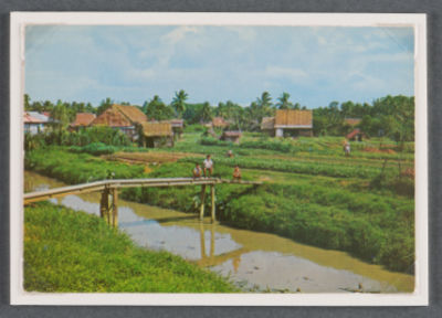 A postcard of vast fields of green vegetables in Punggol, with a few thatched kampong houses in the background. In the foreground, three boys squat on a bamboo bridge built over a stream of muddy water in between the fields.