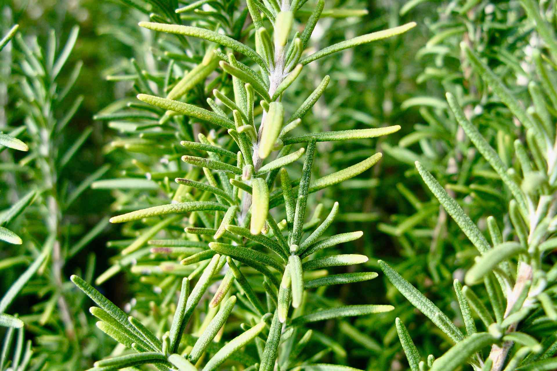 Rosemary plant