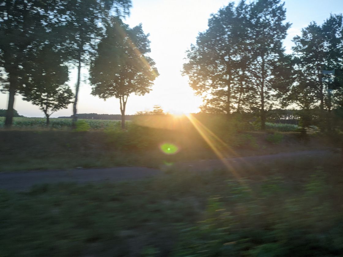 A line of trees through which the setting sun peeks with golden lens flares. Heavy motion blur turns bushes in the foreground into a green smear. The photo was taken from a fast-moving vehicle.