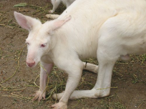 Albino Kangeroo