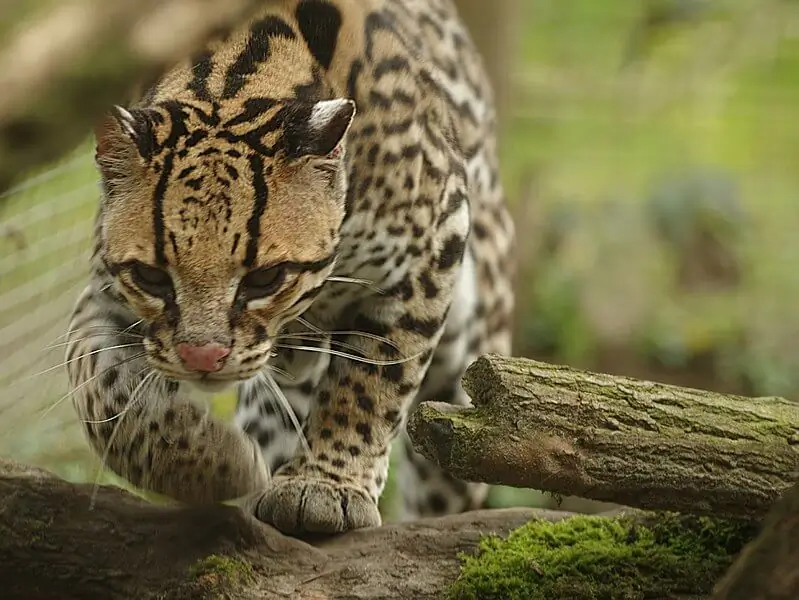 jaguatirica
