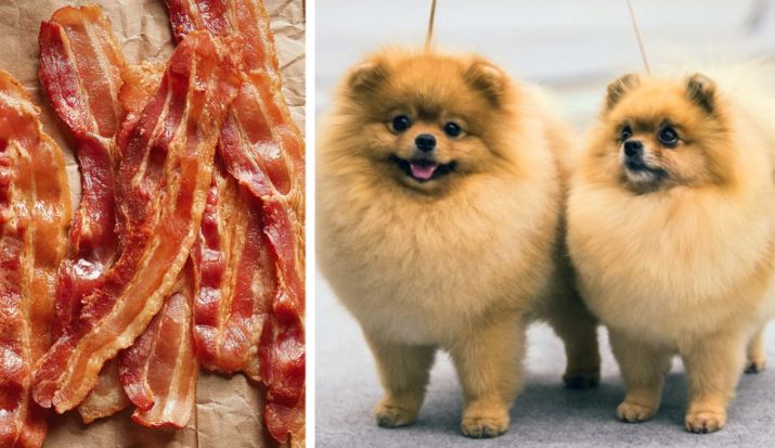 pieces of bacon along with two Pomeranians