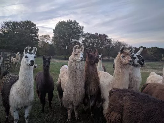 An image of a group of female llamas