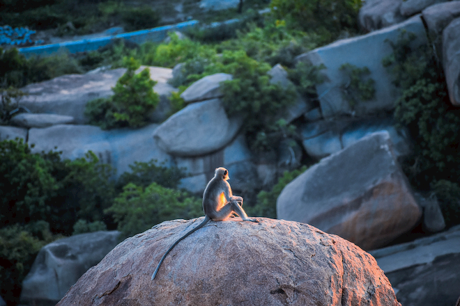 Un singe assis sur une roche au coucher du soleil, l'air penseur.