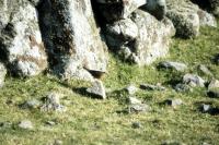Pallas's Grasshopper Warbler on the rocks
