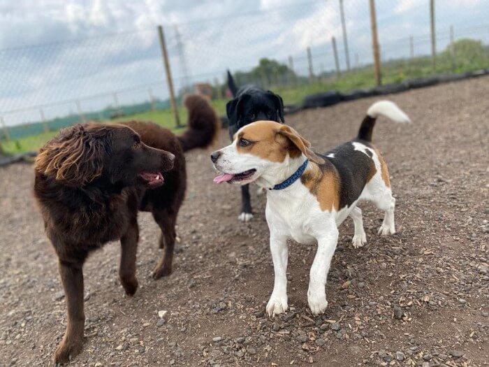 Dogs playing at play-group