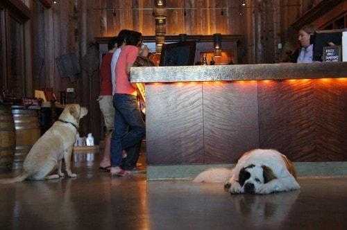 Dog Friendly Getaway: Sonoma Wineries
