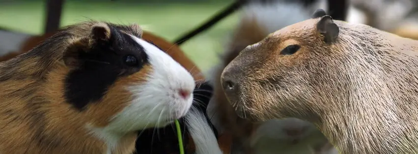 Formato da cabeça de um porquinho-da-índia à esquerda, comparado com uma capivara à direita