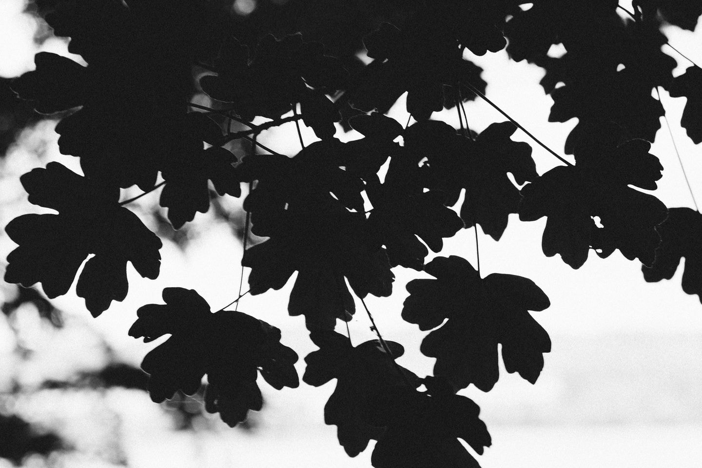 20120528 MG 0233 20120528 MG 0233