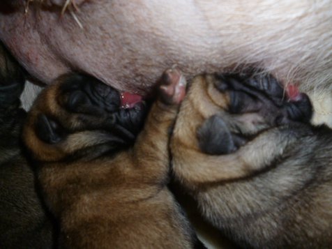 Two of Grace's pug puppies having a feed
