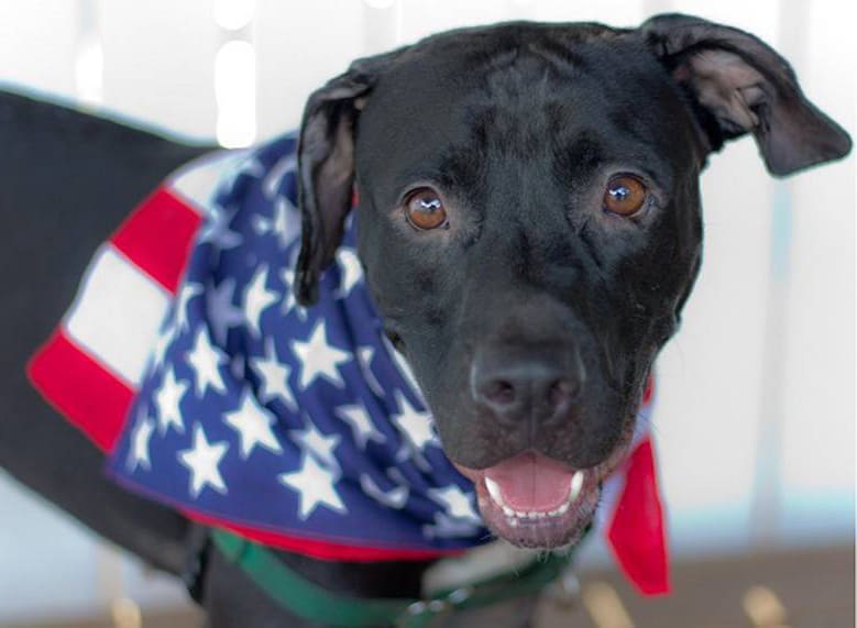 Black dog with american flag