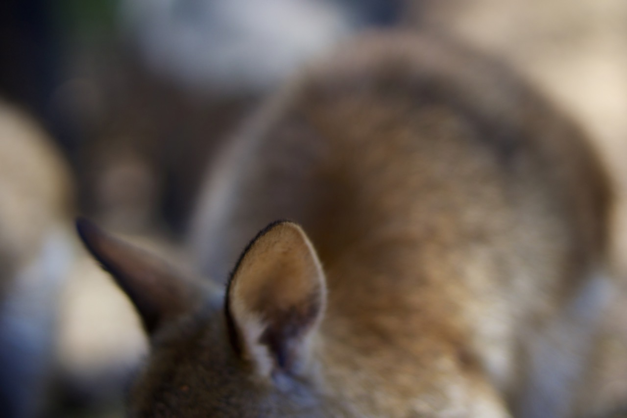 Kangaroo blur