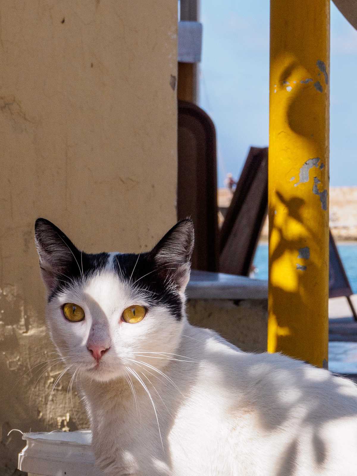 Antigoni restaurant's cat, Chania, Crete