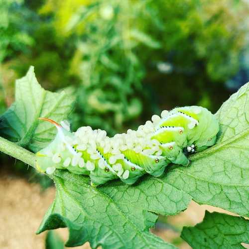 Farming with nature is amazing…  parasitic wasp larvae on a horn worm.