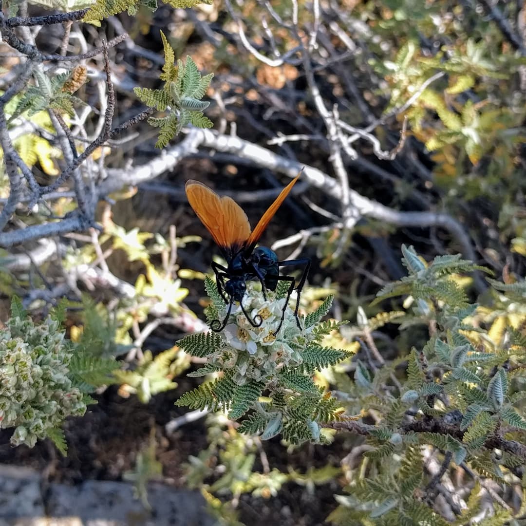 A large black wasp with bright orange wings sitting on a small cluster of flowers.
