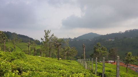 Kodamalai View