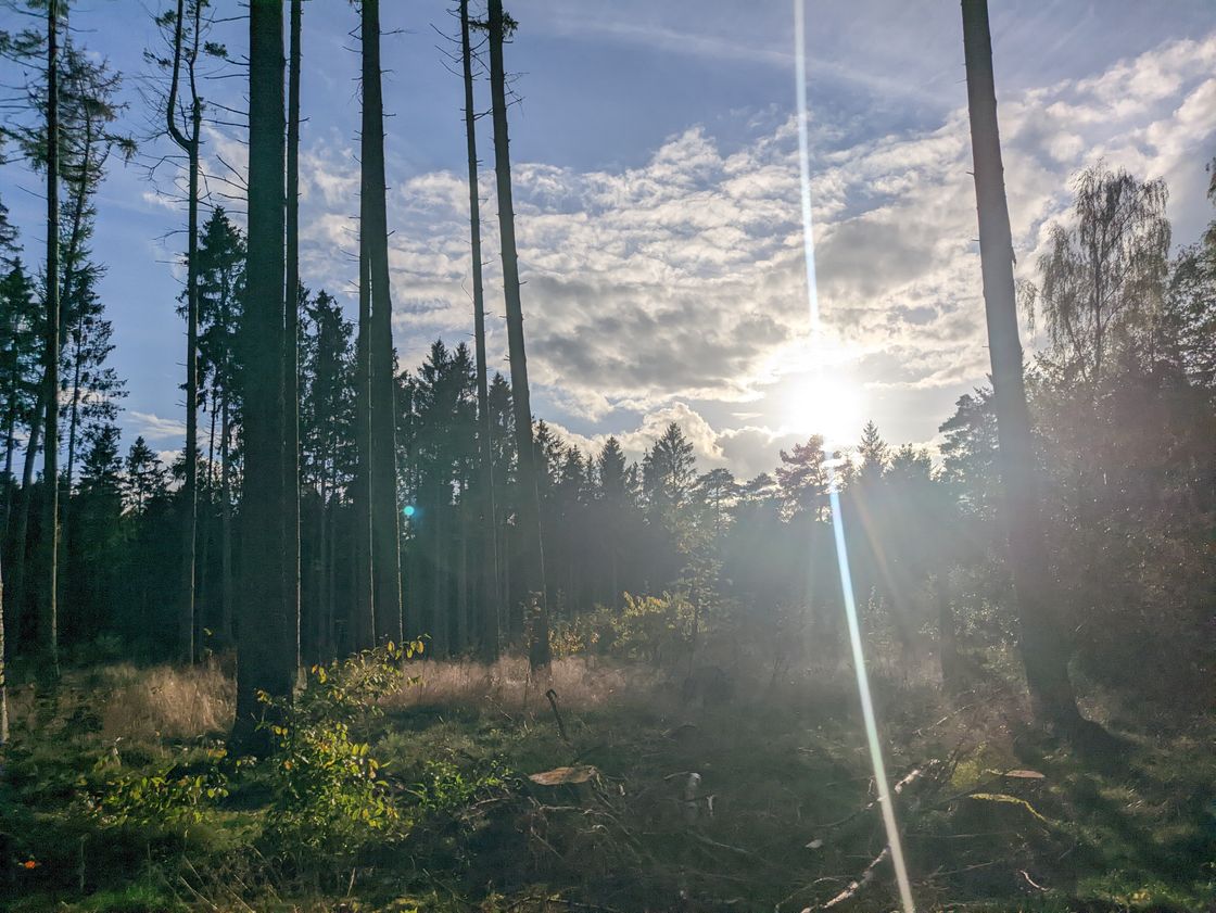 Low sun above a line of trees in the distance. The sky is blue with some light clouds scattered throughout. A few tall trees in the foreground like lonely matchsticks stuck to the ground. The sun creates a heavy streak of vertical lensflare aligning with the trees in the foreground.