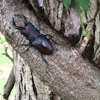 Searching for Stag beetles