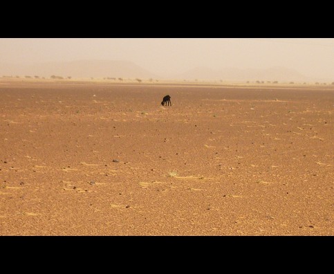 Sudan Desert Walk 8