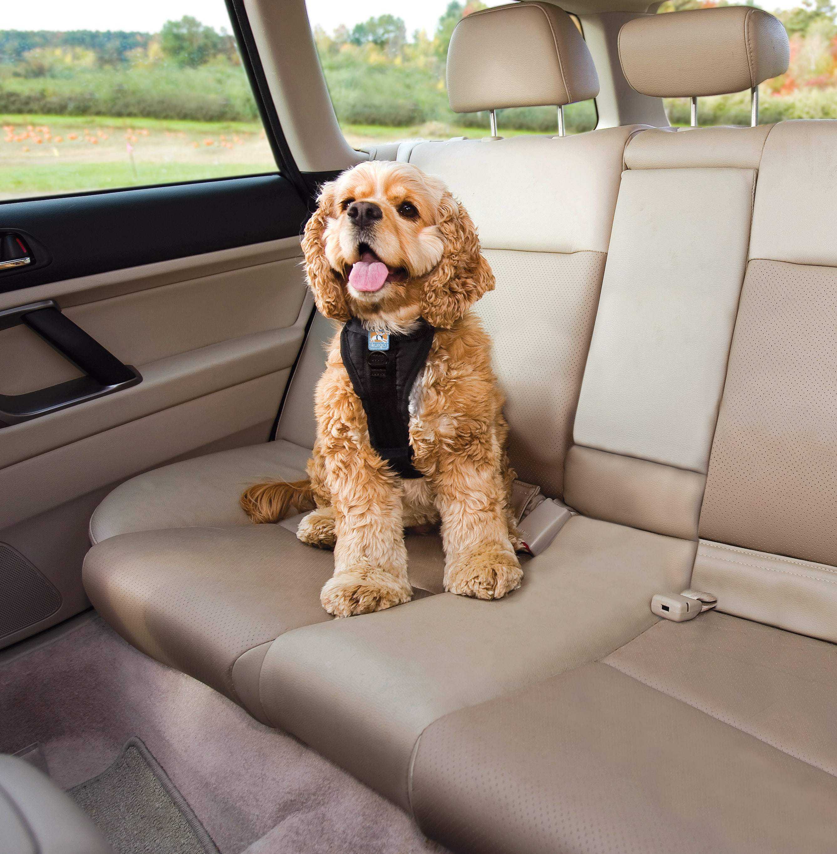 5 Common Puppy Training Mistakes You're Probably Making