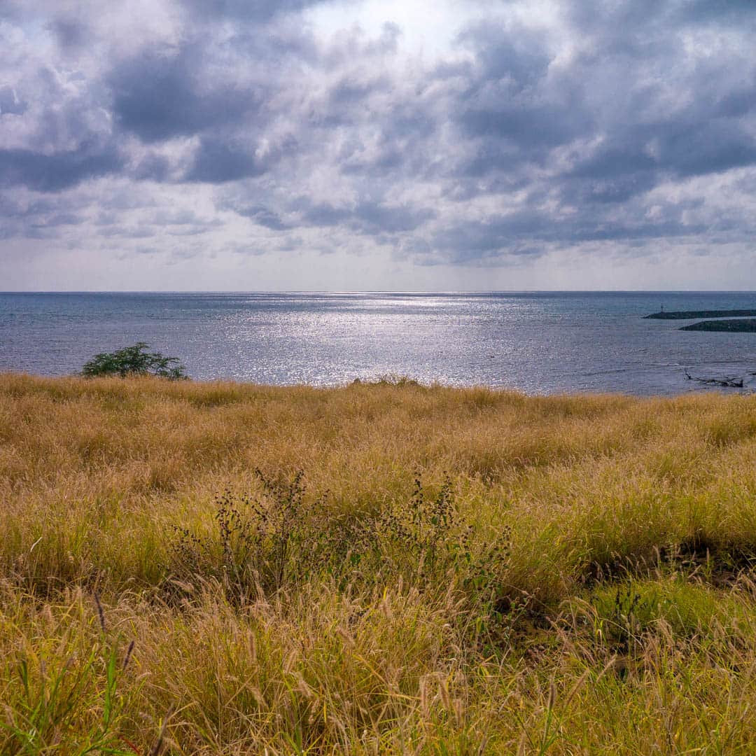 A field of grass overlooking the ocean