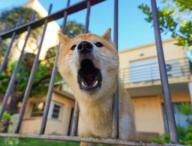 Puppy Barking in the Crate? Here’s How to Make It Stop