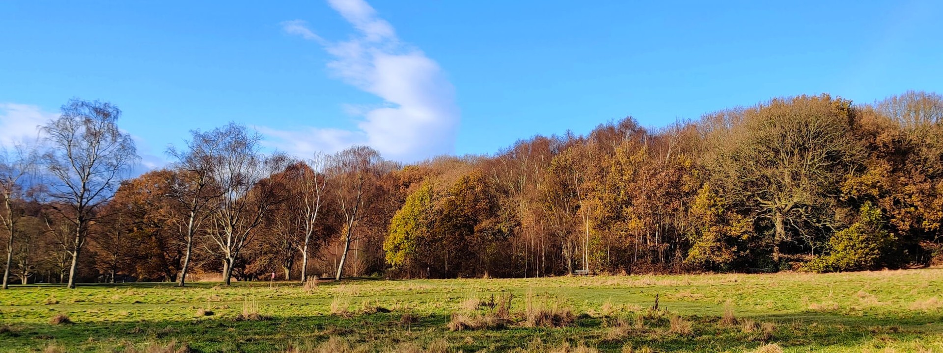 Field and Woods at Meanwood Park Leeds