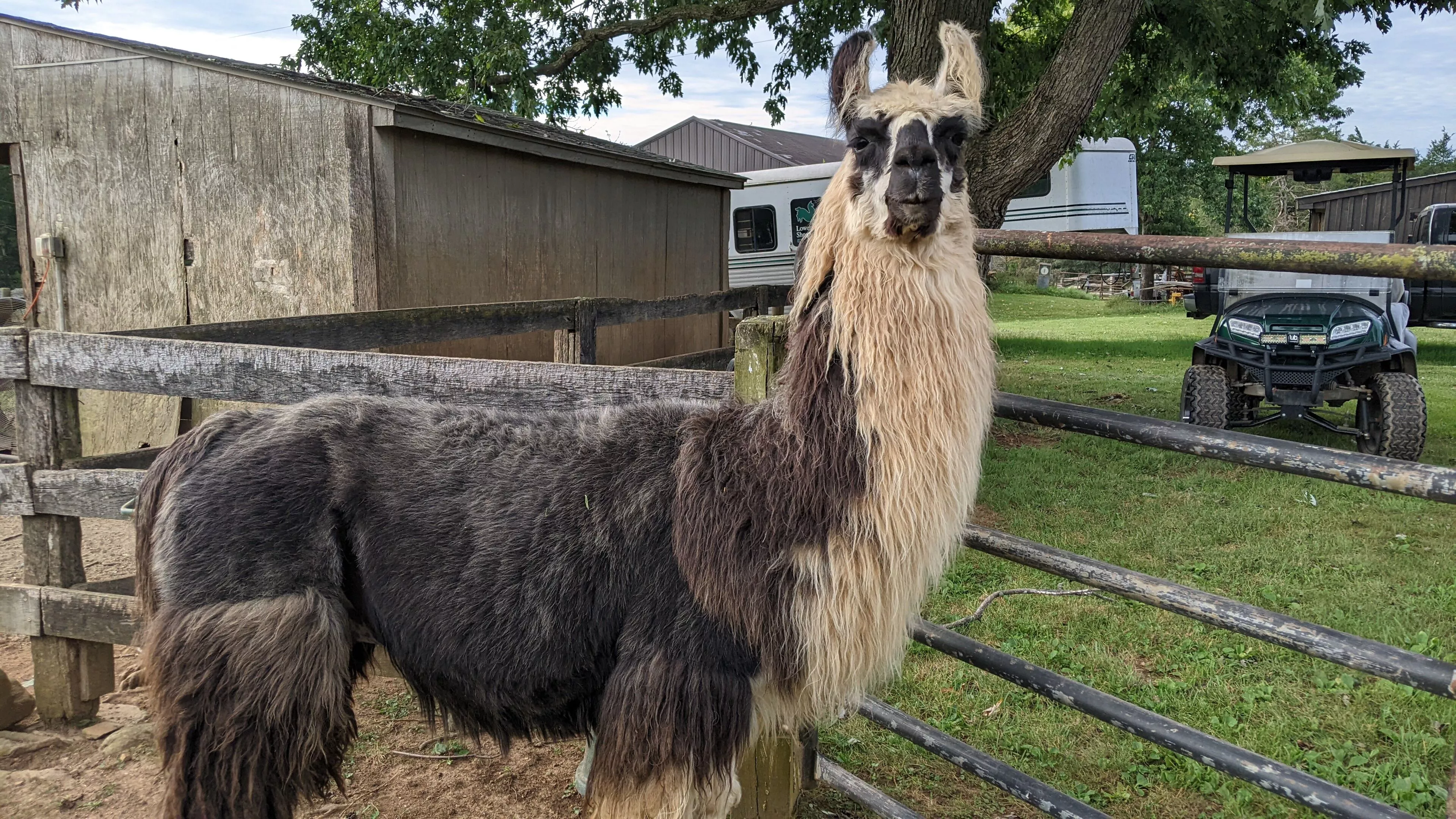 An image of a llama named King