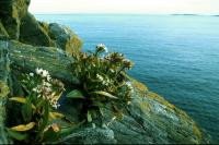 Sea Aster grows from the cracks in a cliff.