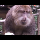 China Monkeys 18
