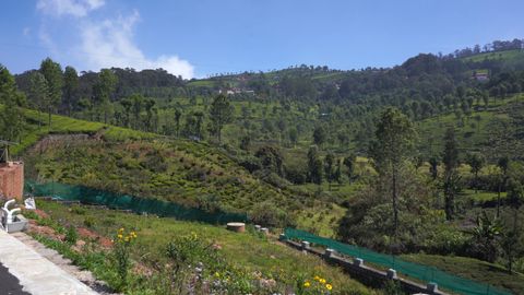Entry into the plot