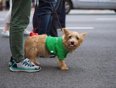 Get Dog Poop out of Shoes with These 5 Simple Methods