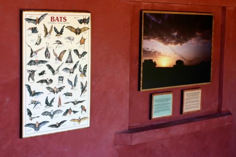 Bat Jungle Exhibit