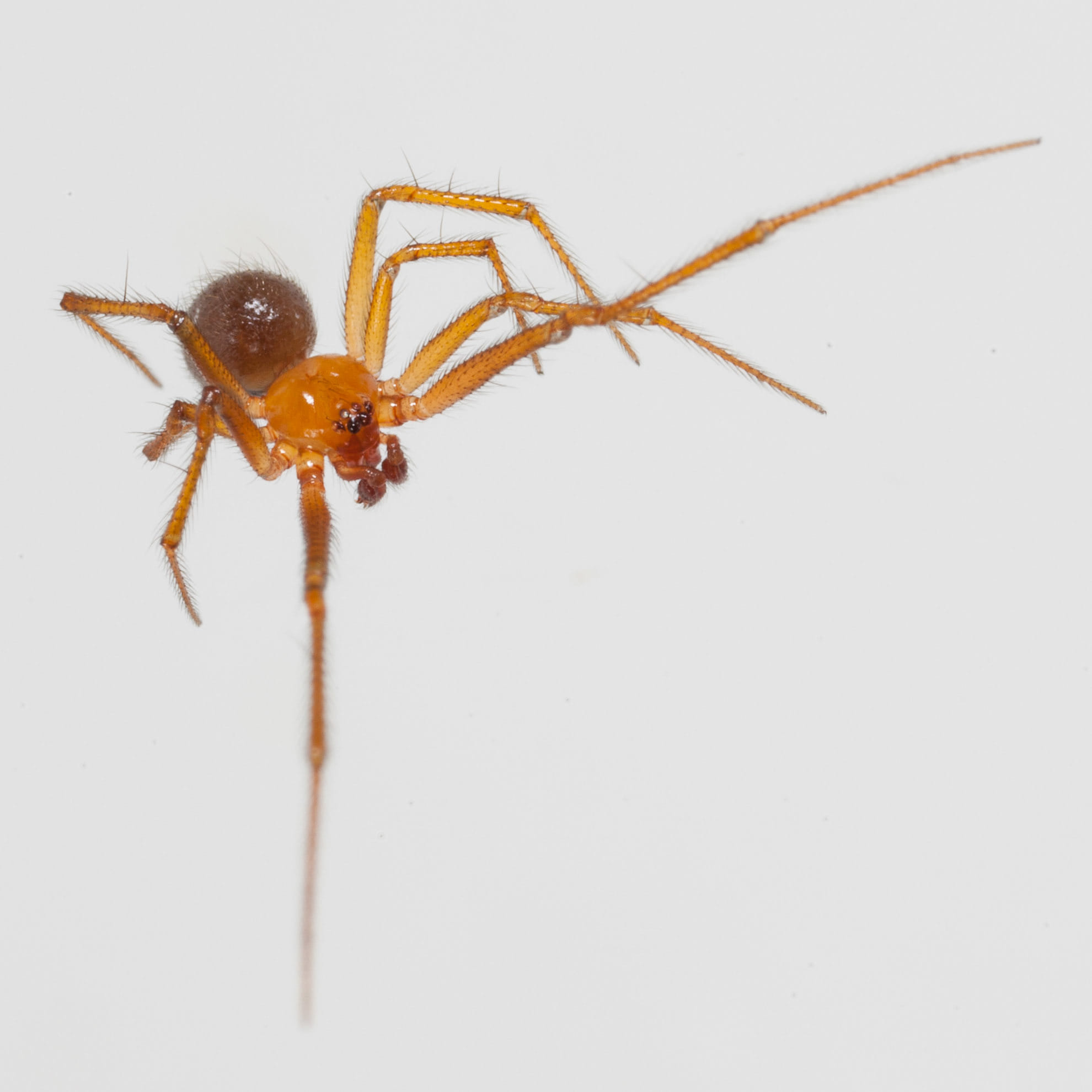 Dangerous and beneficial spiders in Brazil - Tudo Sobre Animais