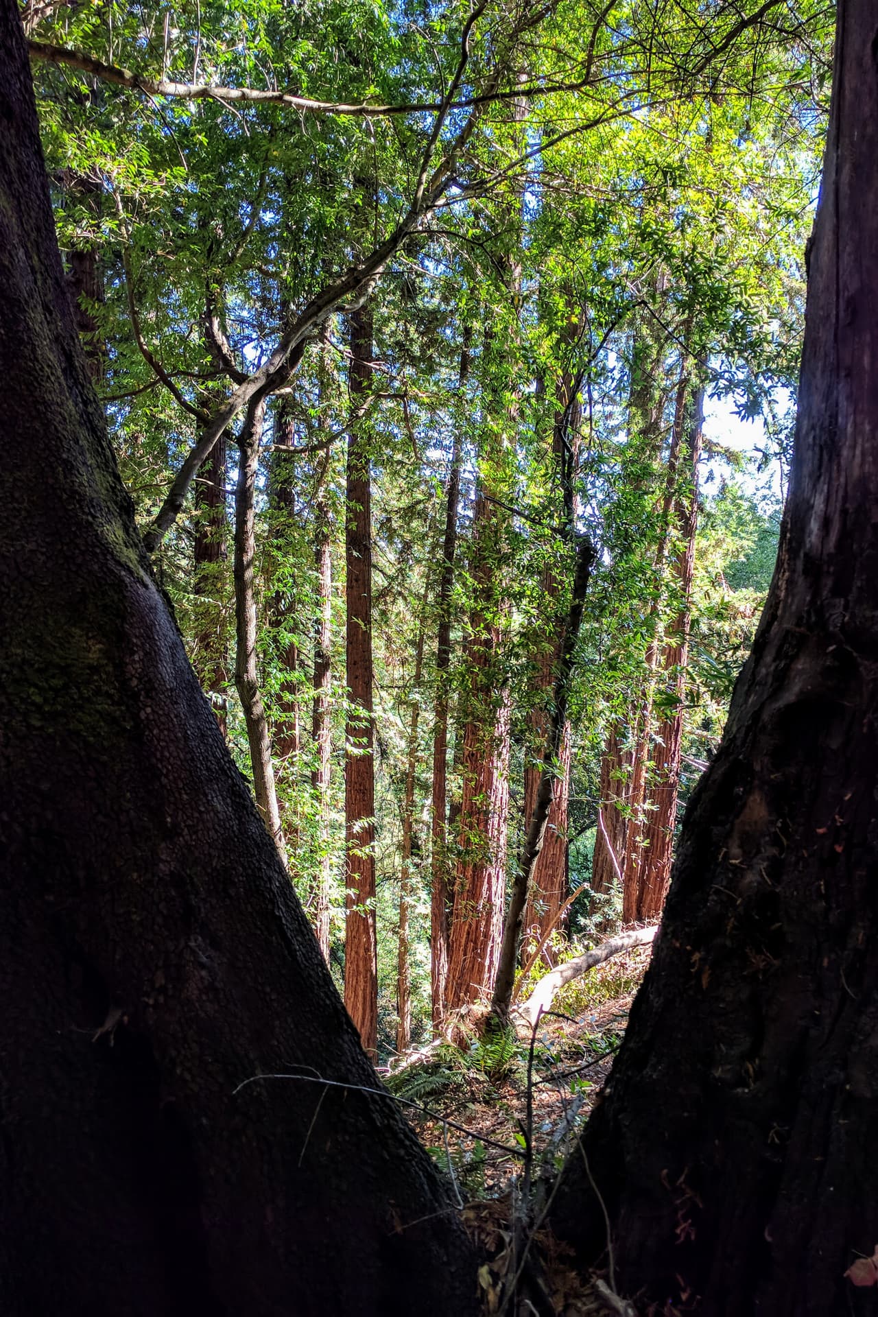 A redwood forest, seen through the narrow gap between two foreground trees.