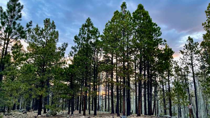 The setting sun through a stand of Ponderosa pine trees