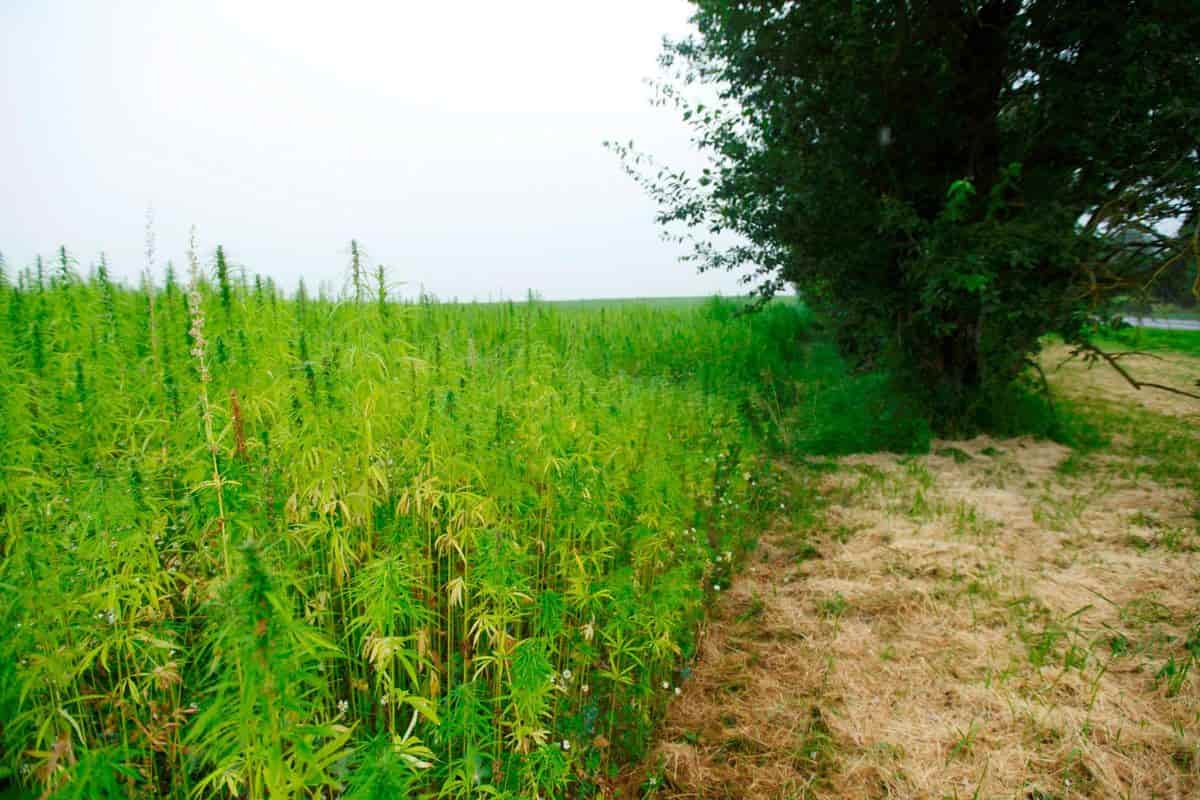 Outdoor Korean cannabis farm