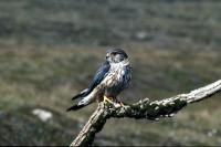 A Merlin perches on a dead branch