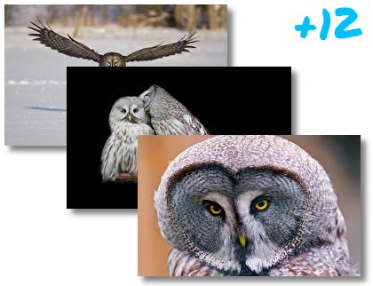 Great Grey Owl theme pack