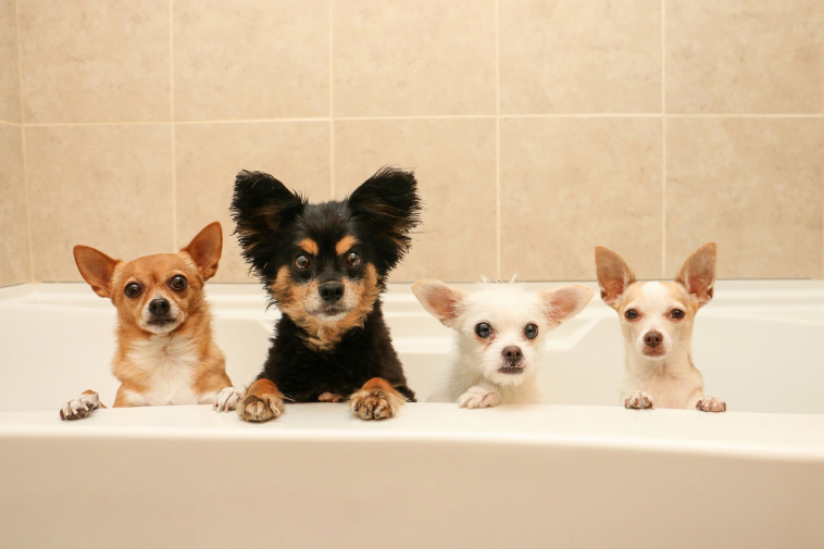 These Are the Best Shampoos for Puppies