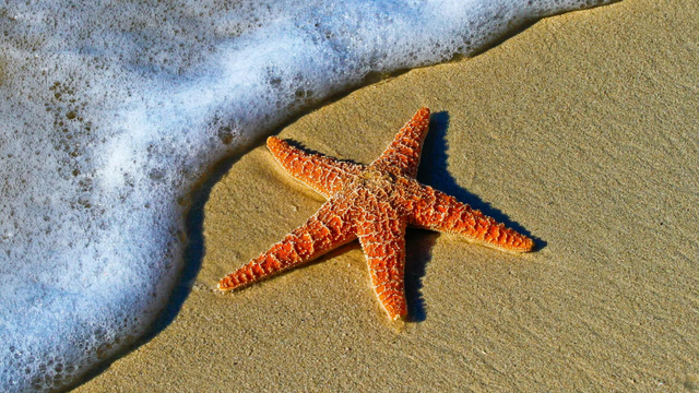 Photo of a starfish on the beach