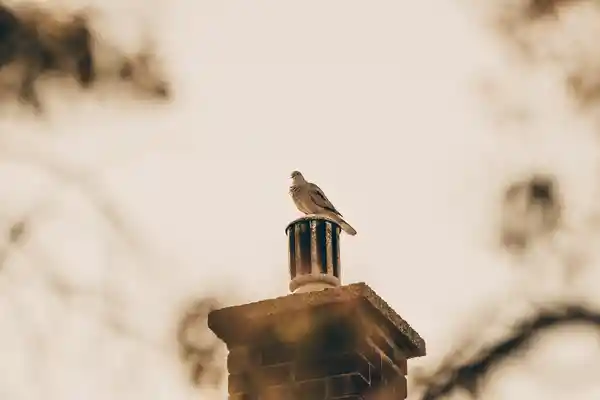 bird sitting on chimney