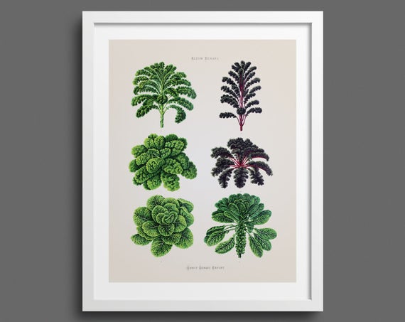 Kale plants 