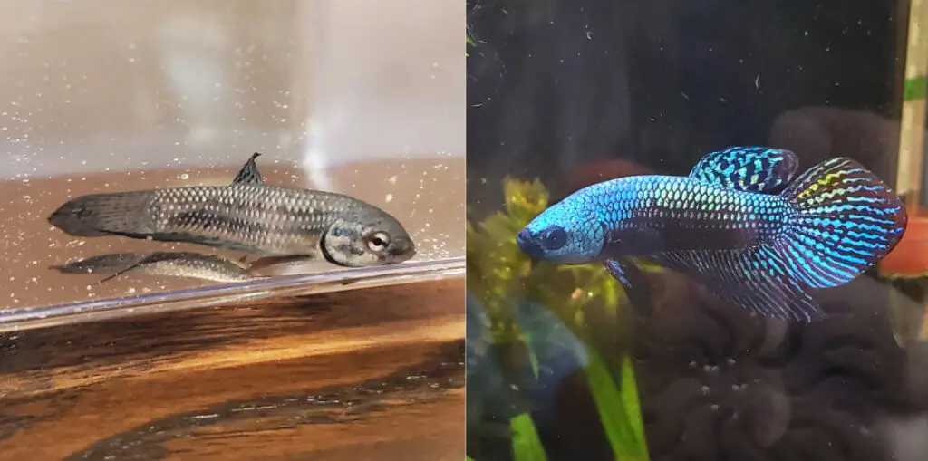 Mahachai Betta