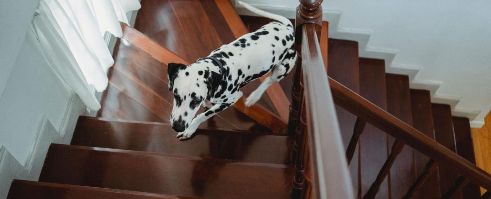 Easily Teach Your Scared Dog to Go down the Stairs with This Effective Method