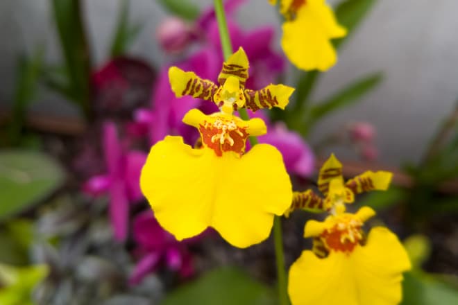 A stem of small yellow and purple orchid flowers. The shape of the flowers and their arrangement is reminiscent of a group of dancers.