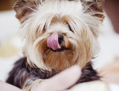 Why Does Your Dog Always Lick Your Mouth?